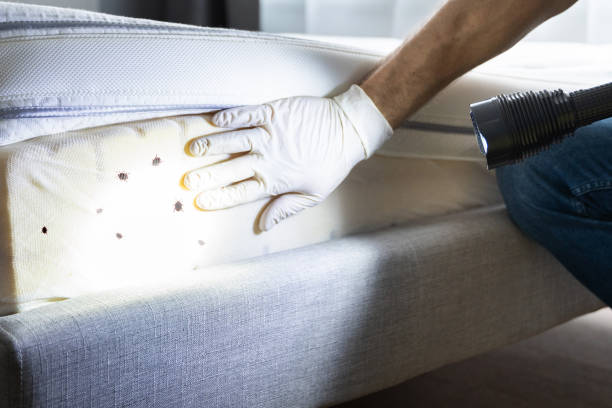 Best Ant Control Services  in Walsenburg, CO