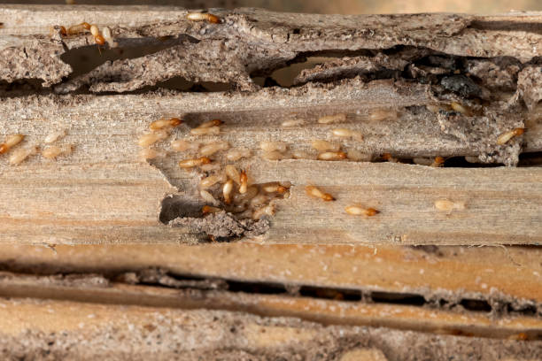 Best Pest Control Near Me  in Walsenburg, CO