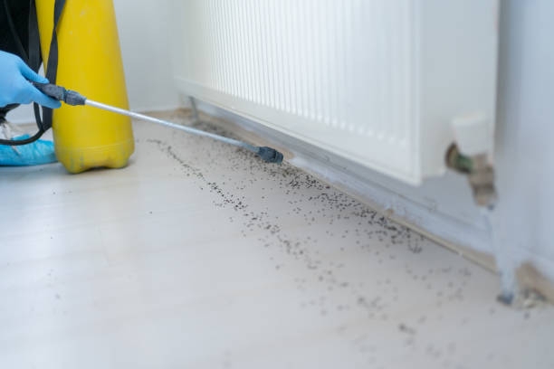 Best Cockroach Control Services  in Walsenburg, CO